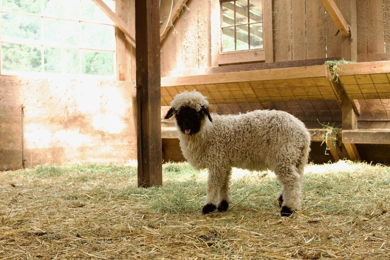 6_0476_829  _Demelza_Ewe_PV_7.jpeg