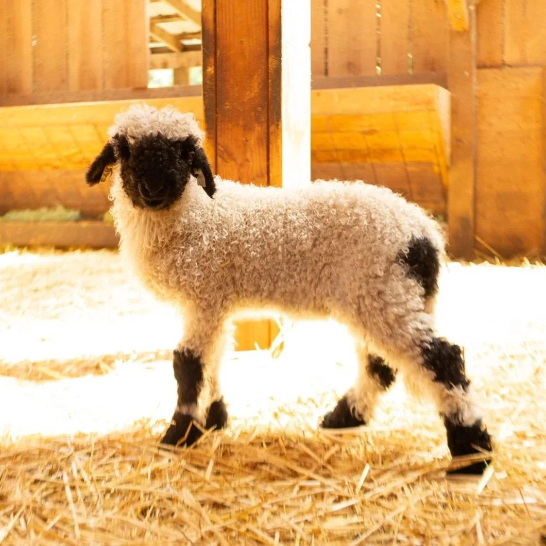 PV Fuschia 873 - Ewe, 2026