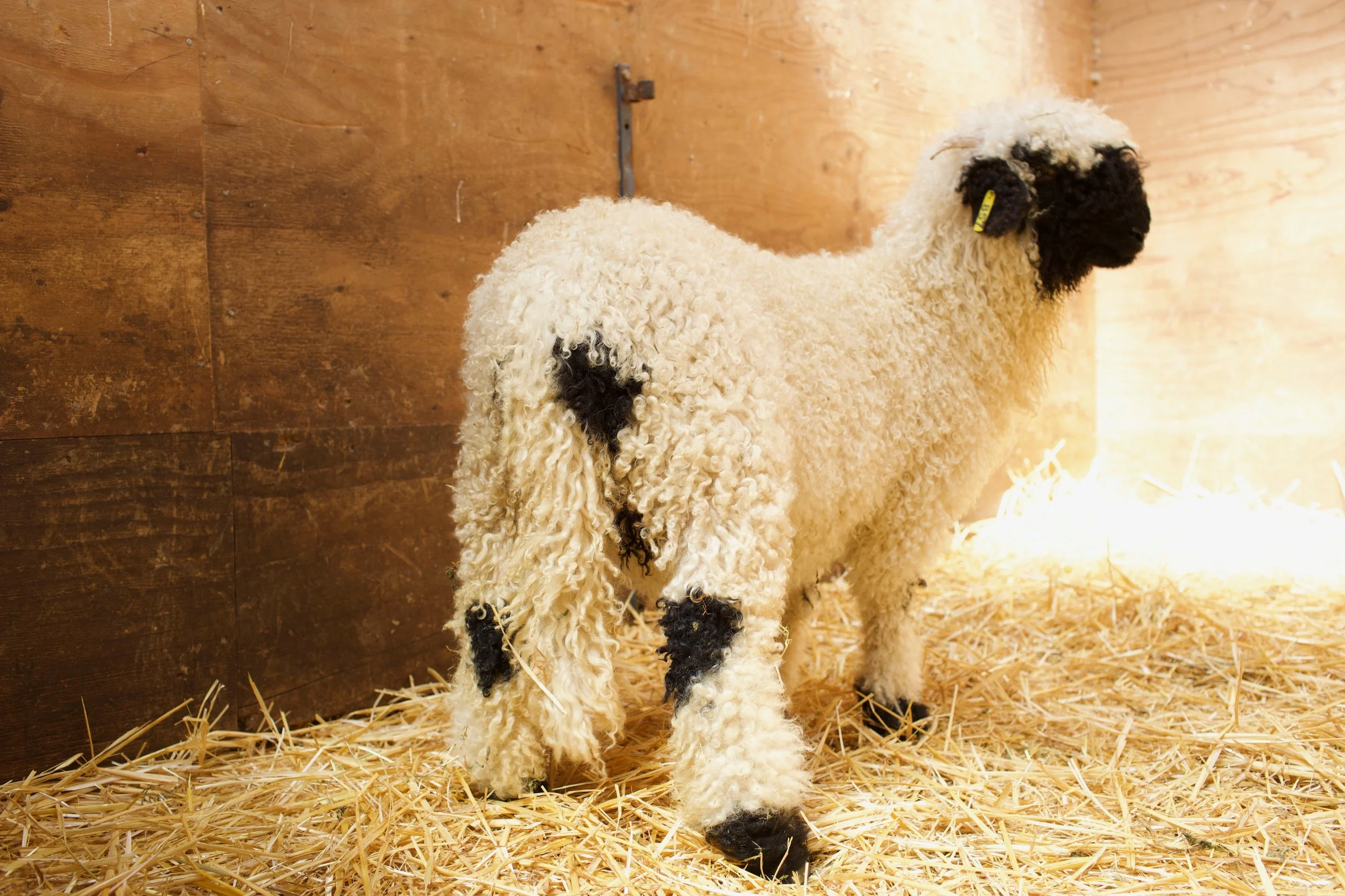 0658-857_PV_Ewe-lamb_1.jpeg