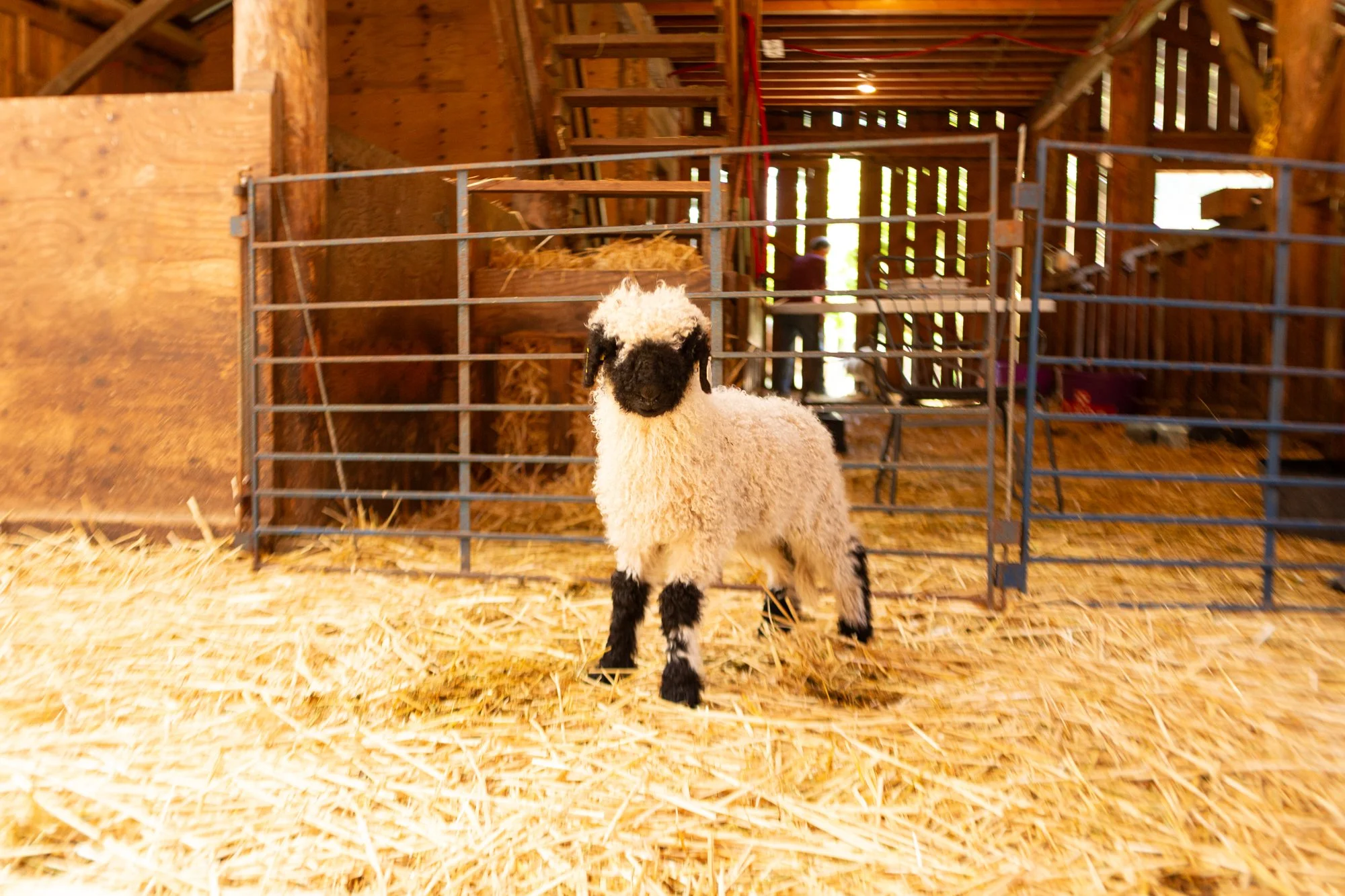 865_Florence_Ewe-Lamb_PV_2026-4.jpg