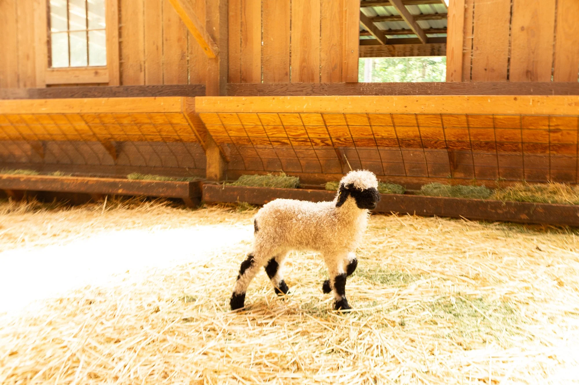 877_Flossy_Ewe-Lamb_PV_2026-5(1).jpg