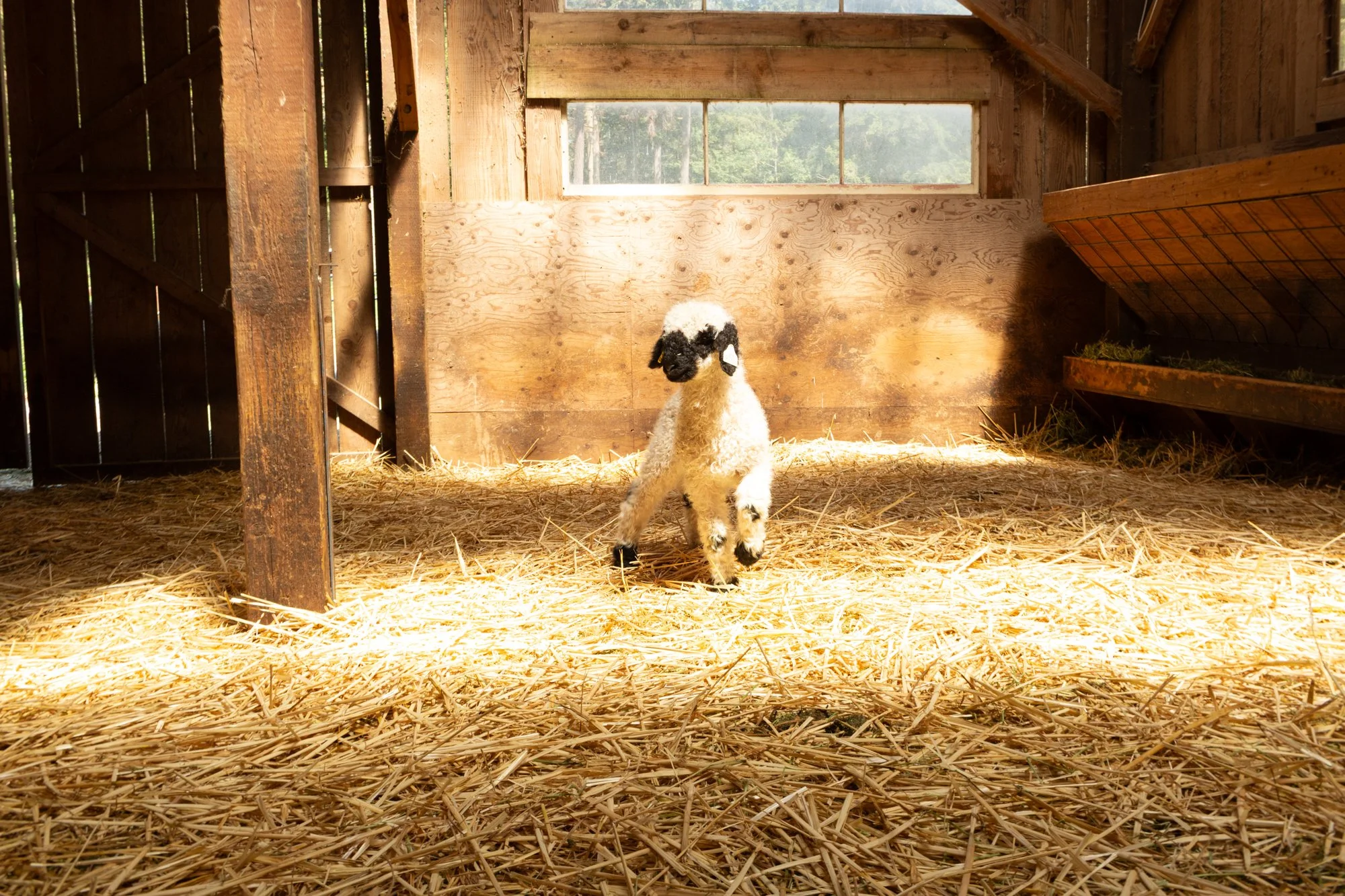 875_Fanny_Ewe-Lamb_PV_2026-7.jpg