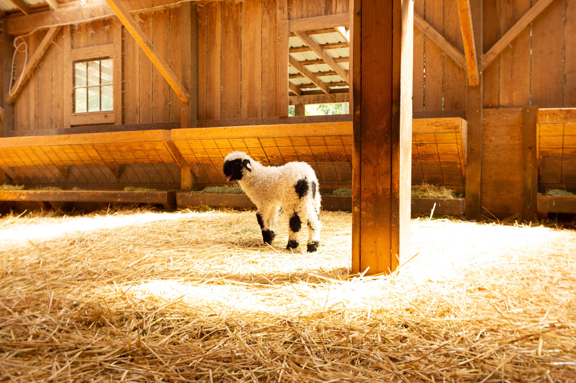 873_Fuschia_Ewe-Lamb_PV_2026-3.jpg