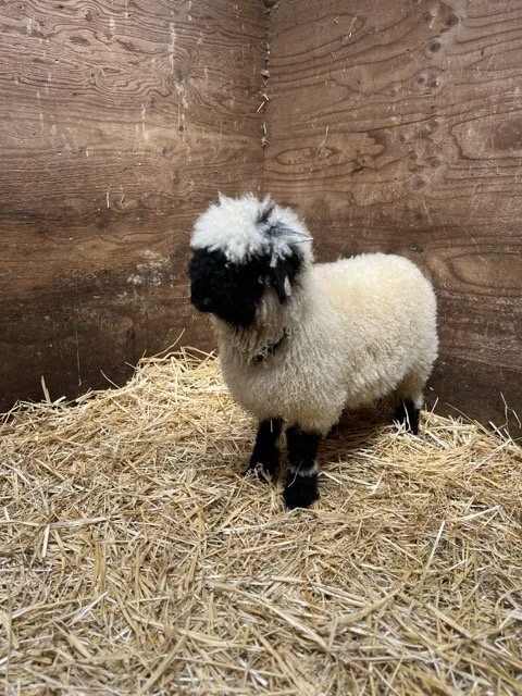 IMG_1453 Medium.jpeg