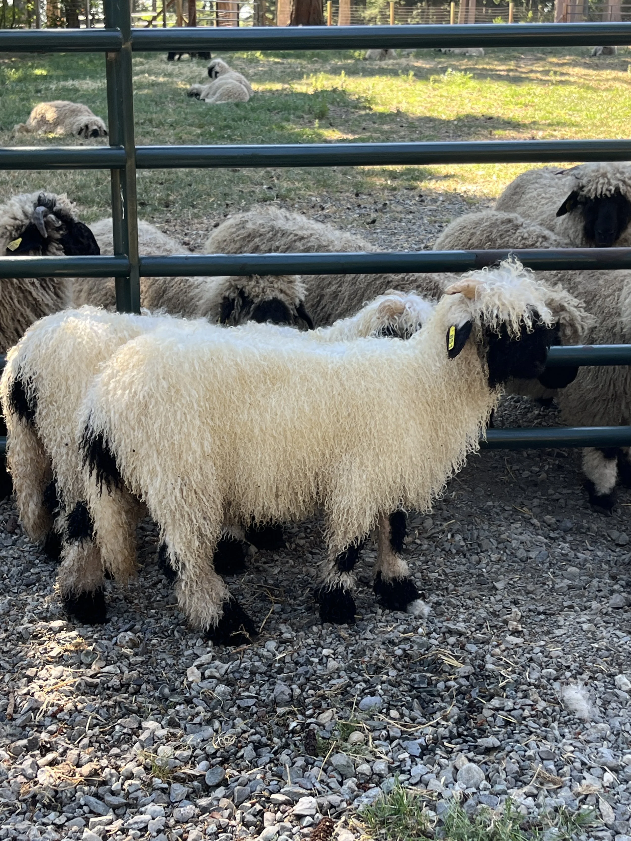 851_PV_Ewe_81.JPG