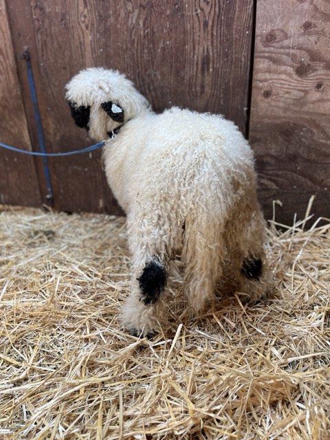 IMG_1312 Medium.jpeg