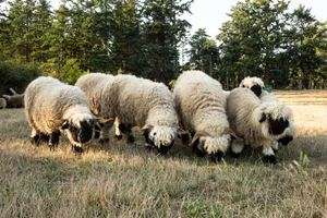 Pure Valais Blacknose Sheep for Sale