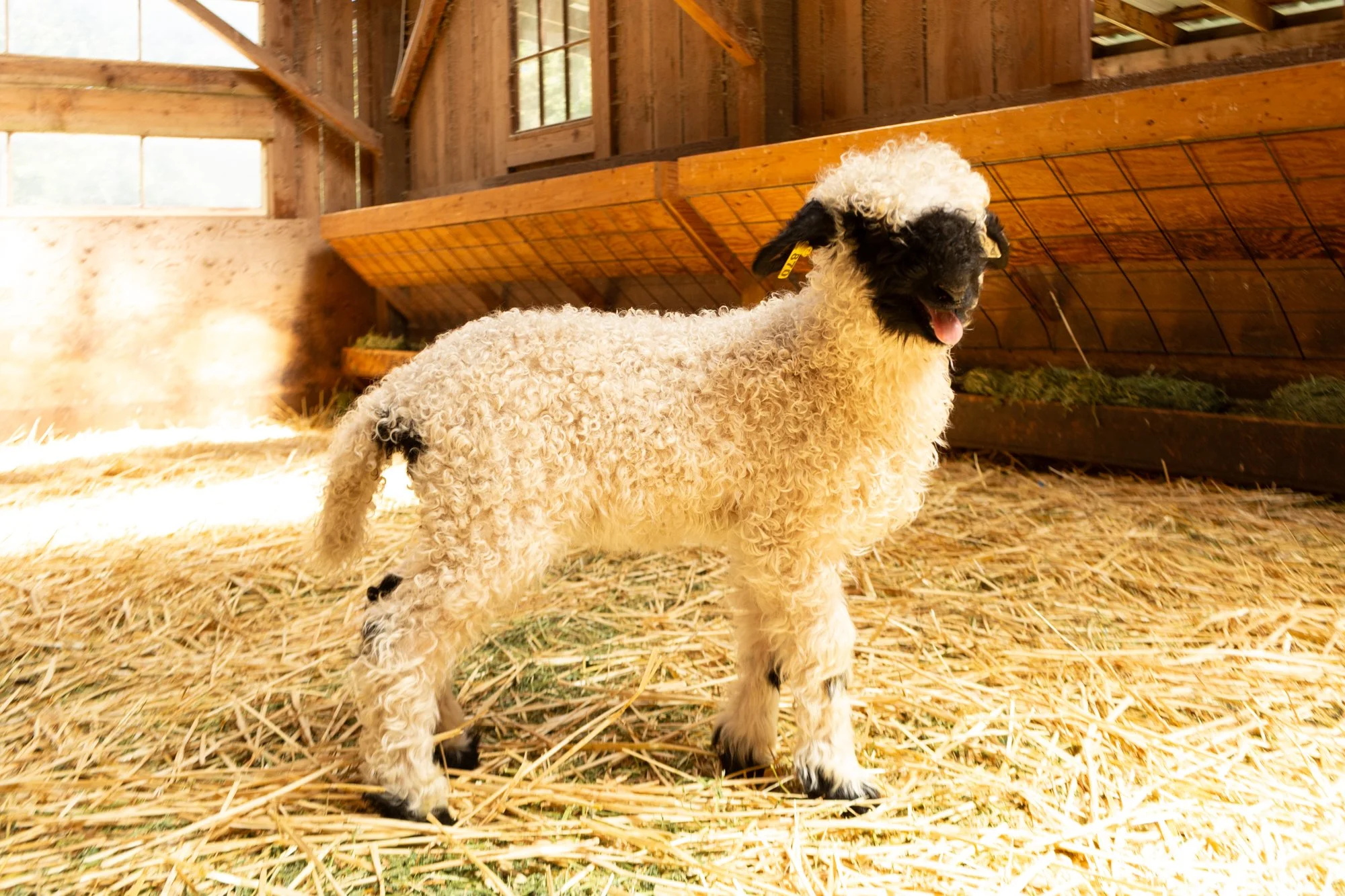 870_Fleur_Ewe-Lamb_PV_2026-7.jpg