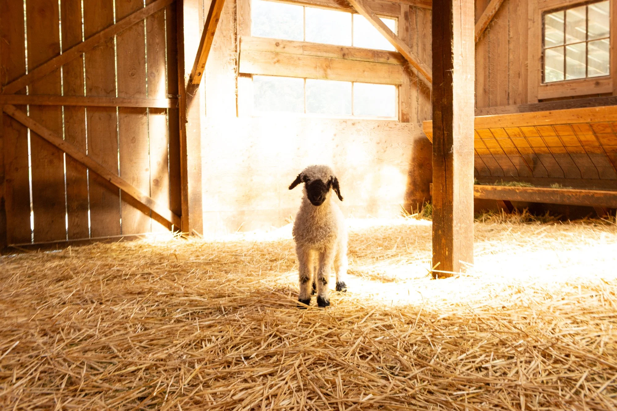 875_Fanny_Ewe-Lamb_PV_2026-2.jpg