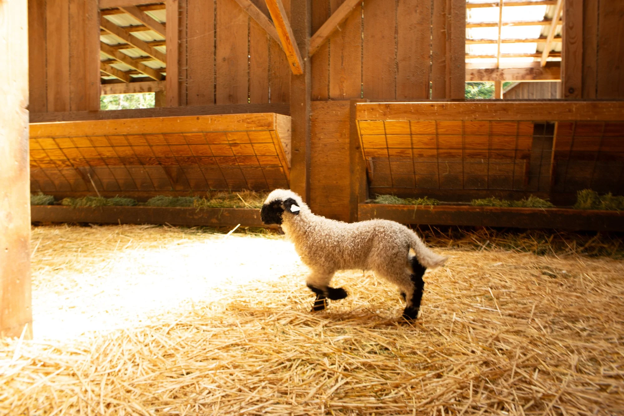 876_Felipe_Wether-Lamb_PV_2026-1.jpg