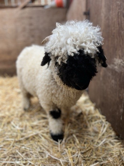 IMG_1461 Medium.jpeg