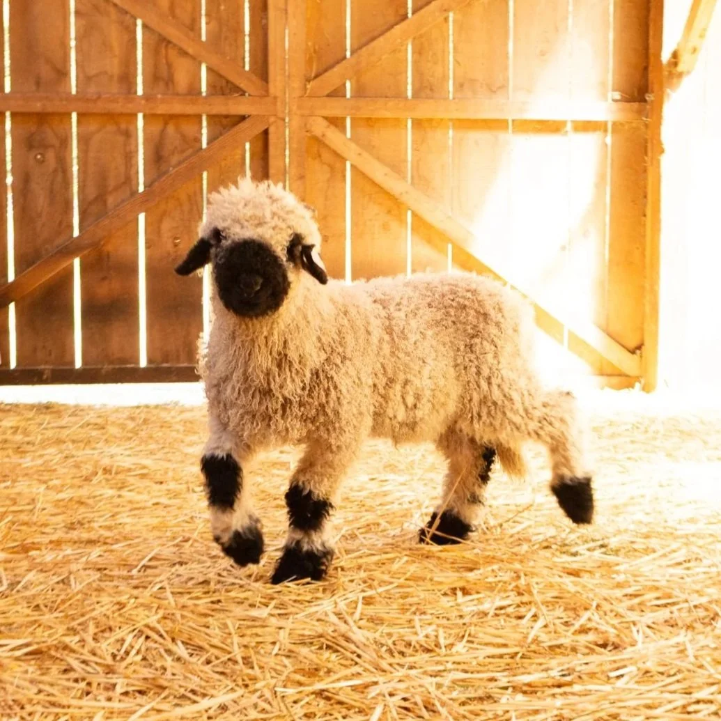 PV Finn 861 - Ram, 2026
