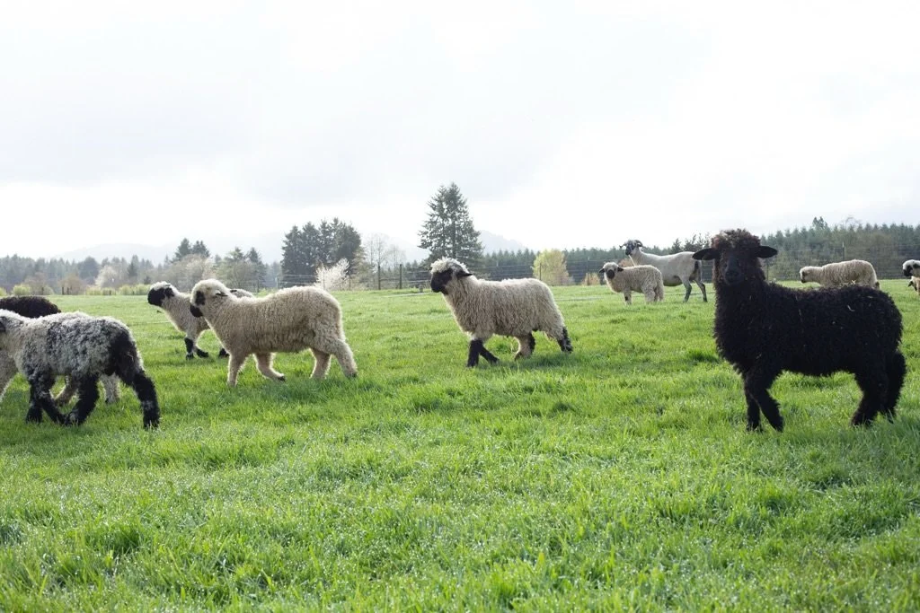 Running with the flock🐑✨

#purevalais #valais #sheep #farmlife #greenpastures