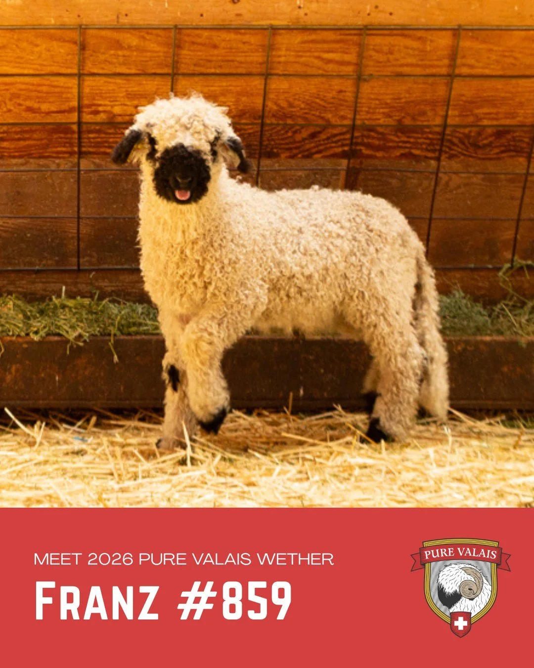 Meet 2026 Pure Valais wether, Franz 😛☀️

Franz is a friendly Pure Valais wether with a sweet personality. Full of fluffy charm and classic Valais character. What he lacks in perfect markings, he more than makes up for in personality and companion ap