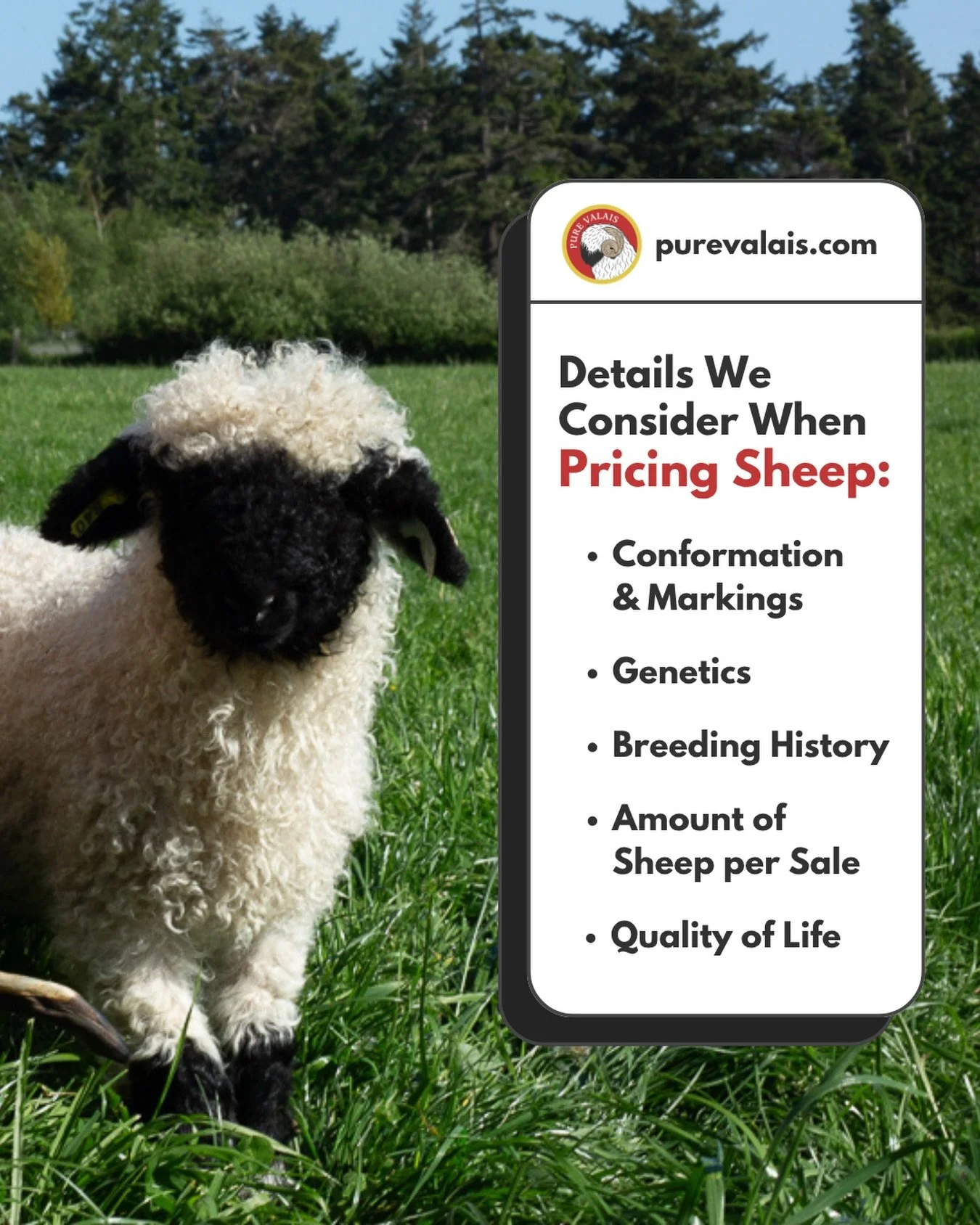 Here are a few things we take into account when pricing our Valais Blacknose sheep:

🐑 Conformation &amp; Markings: While an imperfectly marked sheep can still produce perfectly marked offspring, perfect markings &amp; conformation on an existing sh