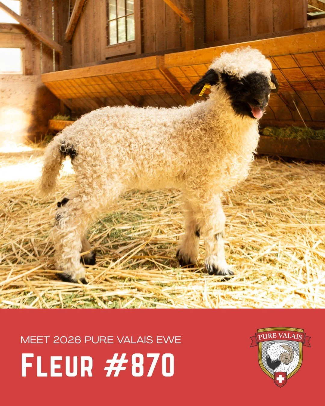 Meet 2026 Pure Valais lamb, Fleur 🌸🌷

Fleur is a pretty Pure Valais ewe lamb with a sweet expression and a refined, feminine look. Her delicate markings give her a soft, elegant appearance, while her wonderful breed character and charming personali