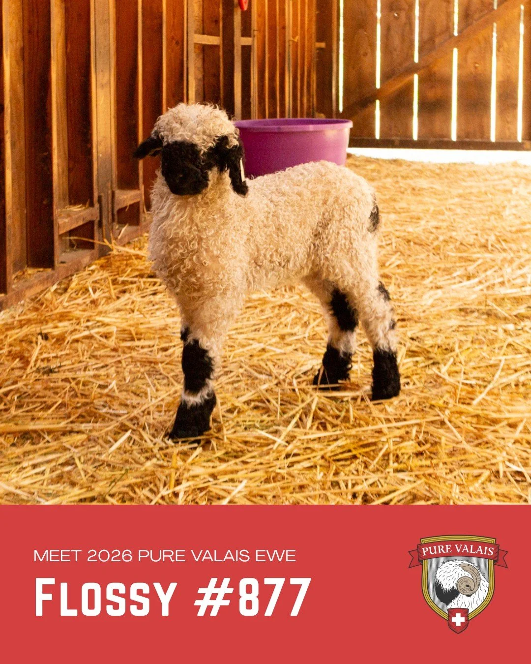 Meet 2026 Pure Valais lamb, Flossy🎀💅

Flossy is a beautiful Pure Valais ewe lamb with lovely, well-balanced markings and a sweet, feminine presence. She carries the classic Valais charm with a soft expression and clean patterning that highlights he