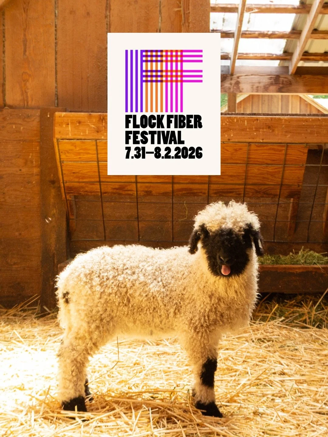 Meet the sheep going to FLOCK Fiber Festival this year! 🐑🧶 @flockfiberfestival 

Pure Valais lambs Felicia and Frida will both be at the event this weekend at the Seattle Convention Center representing @wildrosefarmwhidbey! Look for Booth 8 to see 