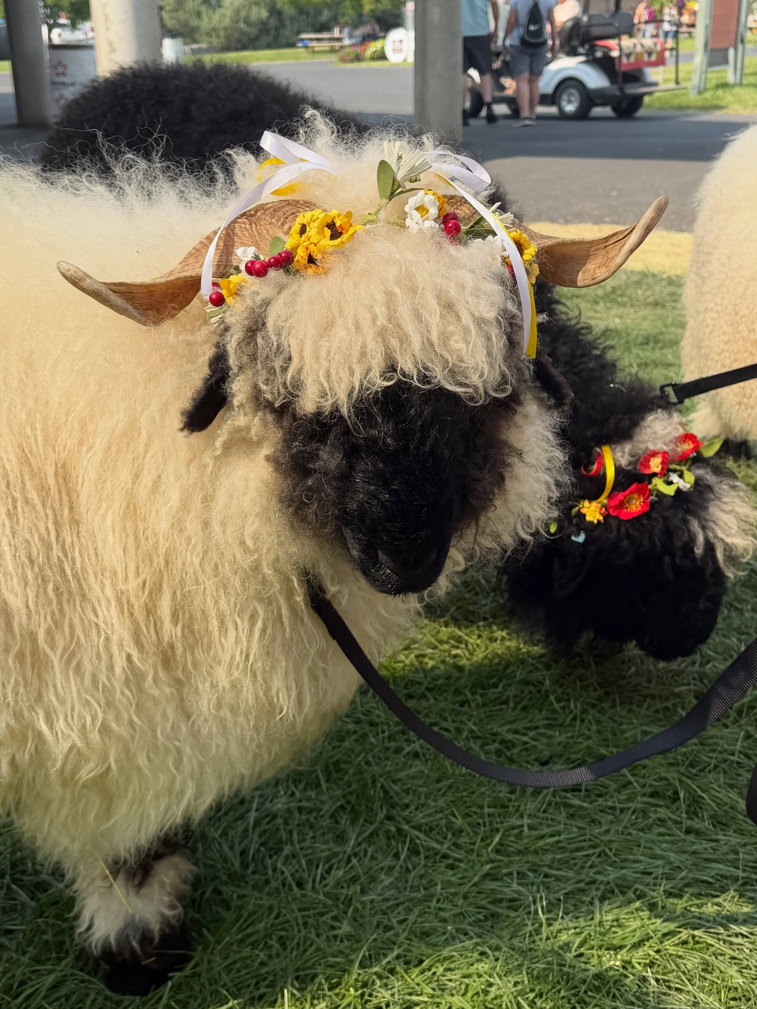 Meet and Greet Pure Valais sheep 🐑 at the Deschutes County Fair 🎡 today! 

Thank you all for the warm welcomes. What fun we are having! 🤩

Now that showing has completed the sheep will be in and around the Sheep Barn doing some meeting and greetin