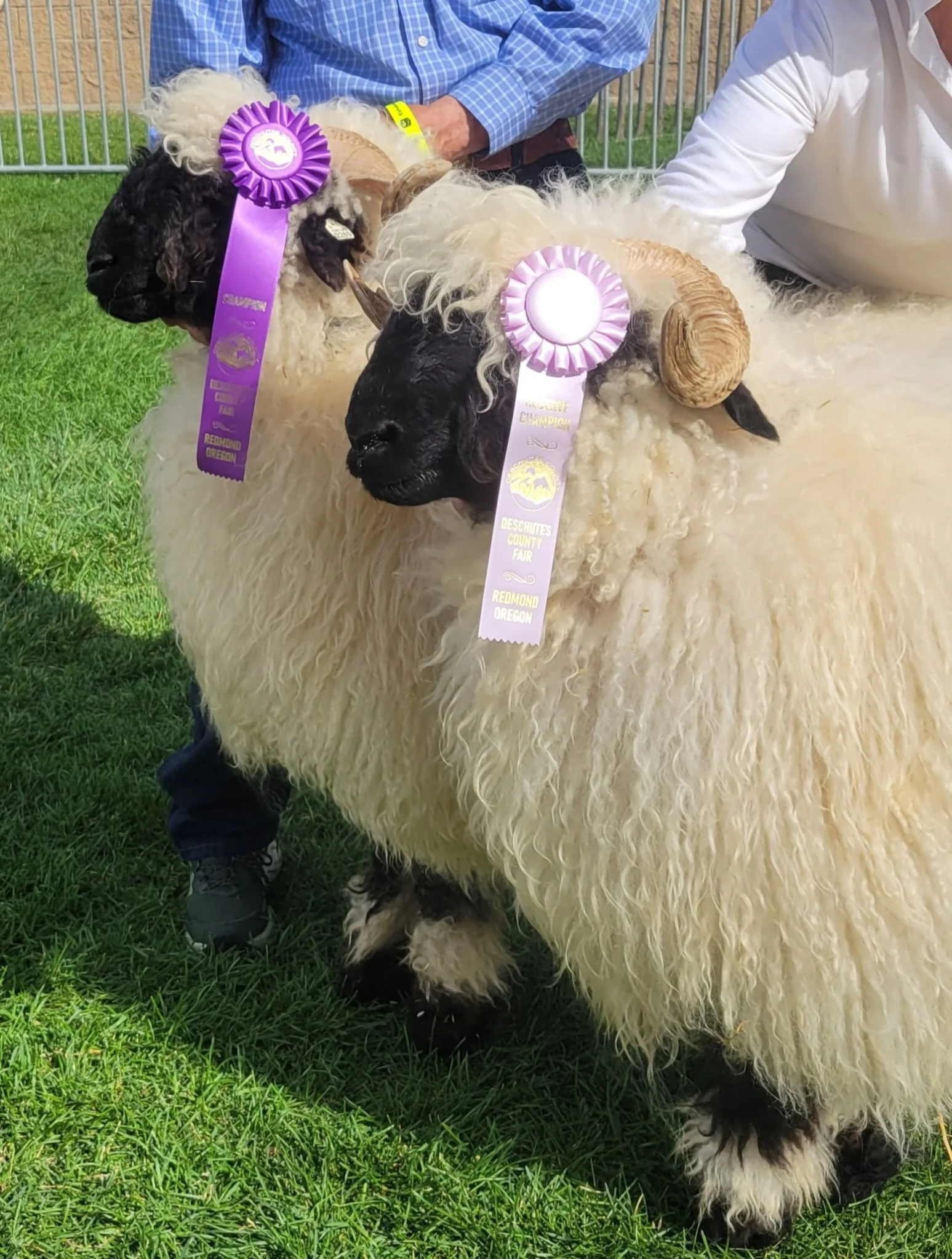 County Fair Blacknose Beauties 🐑🖤🏆

Our beautiful yearling ewe Pure Valais Eternal Beauty, took First and Champion - while our gorgeous yearling ewe Pure Valais Extra Specialness, followed close on her heels taking Second and Reserve Champion at t
