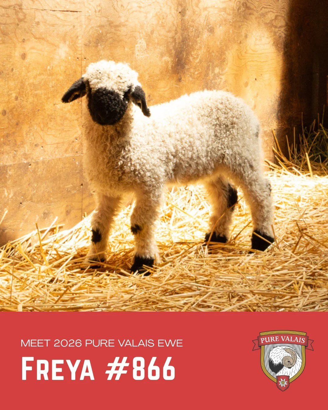 Practically perfect in every way, Freya is a stunning Pure Valais ewe lamb with beautiful breed character, balanced markings, and the unmistakable presence that makes exceptional Valais sheep stand out. With genetics from Excelsior and Darling, she i