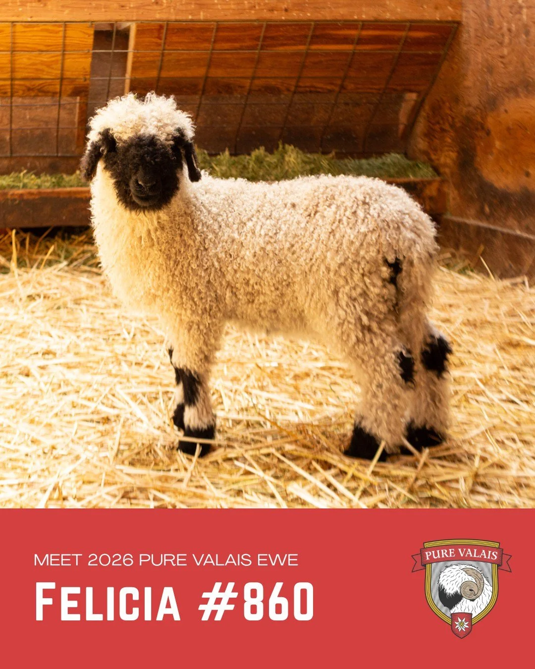 Felicia, who recently made her debut at the FLOCK Fiber Festival in Seattle, is a lovely Pure Valais ewe lamb with nice, perfect markings and friendly nature. She carries the classic Valais charm making her a beautiful young ewe with a bright future 