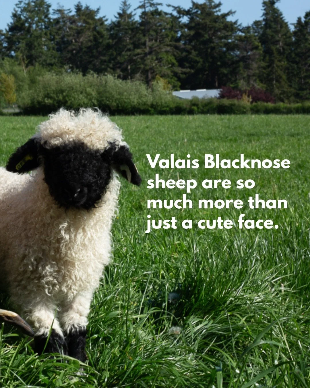 Valais Blacknose: Beyond the Cute Face 🐑🖤🤍

#cutestsheepintheworld #valaisblacknosesheep  #cutelamb #farmlifebestlife #fluffysheep