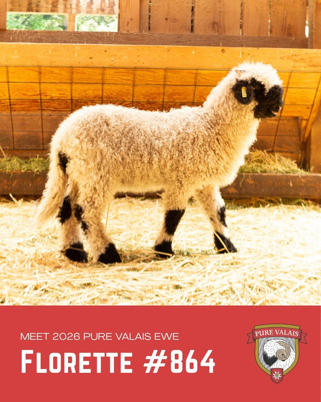 Florette is a beautiful Pure Valais ewe lamb and a perfect example of a Valais Blacknose ewe. She is marked perfectly and carries all the charm and presence that make this breed so instantly recognizable and loved 🐑❤️

Twin to: 865 Florence
Sire: 99