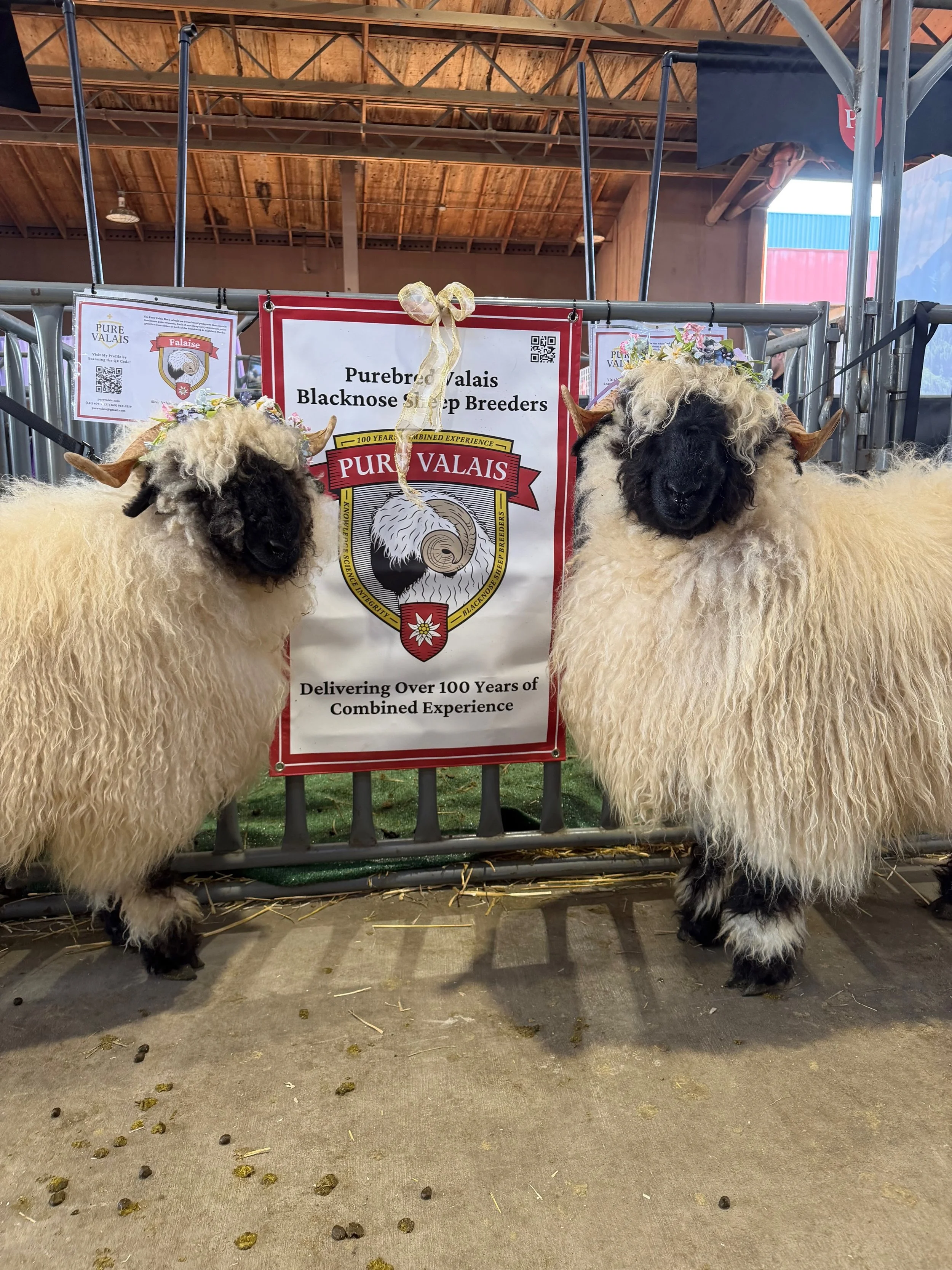 Had a baa-last at the Oregon State Fair! 🐏🎪🎡 @oregonstatefair