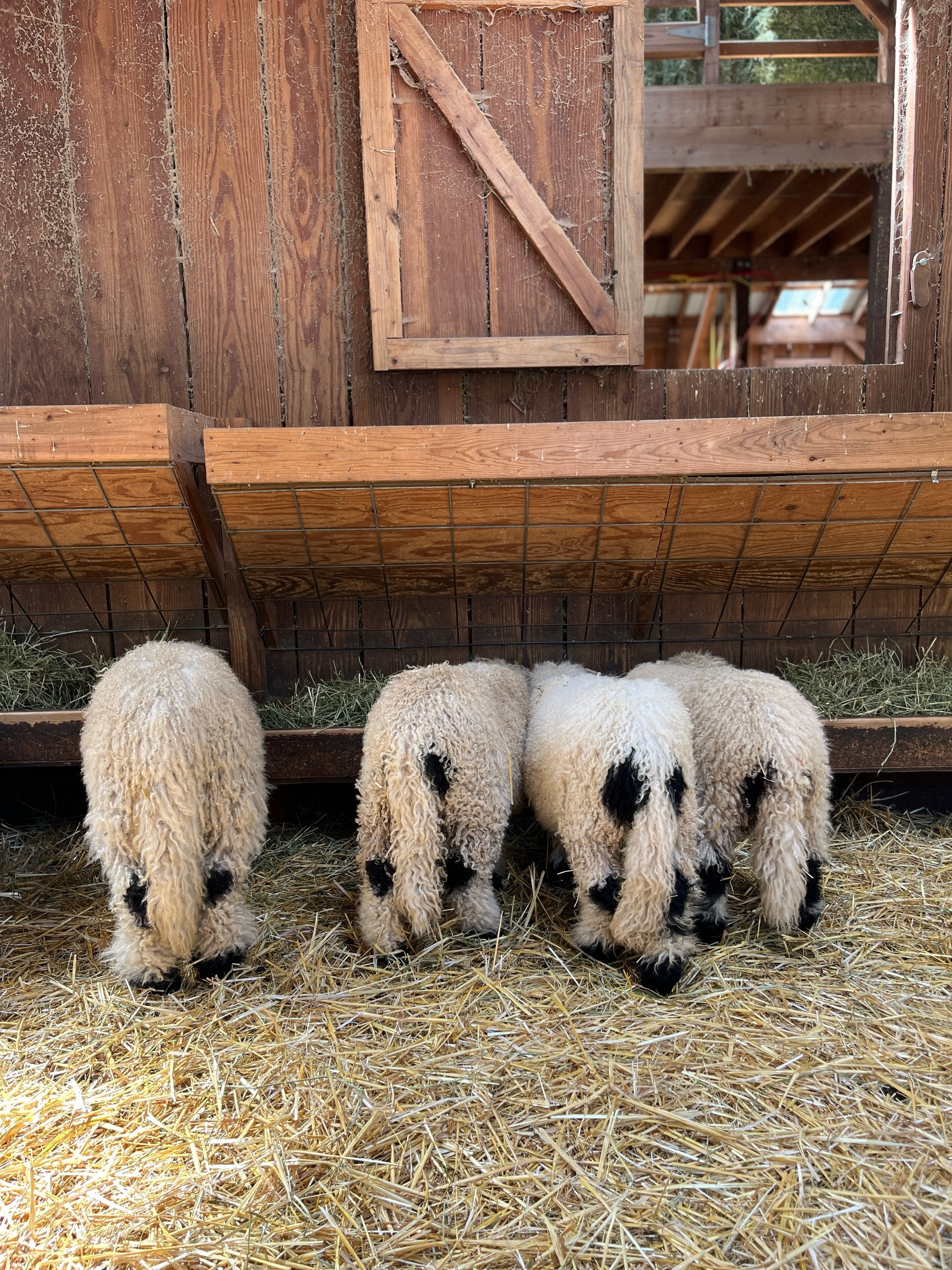 Just a few Valais lambs lined up to eat &mdash; because the cutest view on the farm is from behind 🐑🤍😂

#sheepfarm #valaisblacknosesheep #pnwfarm #wafarmers #farmlifebestlife