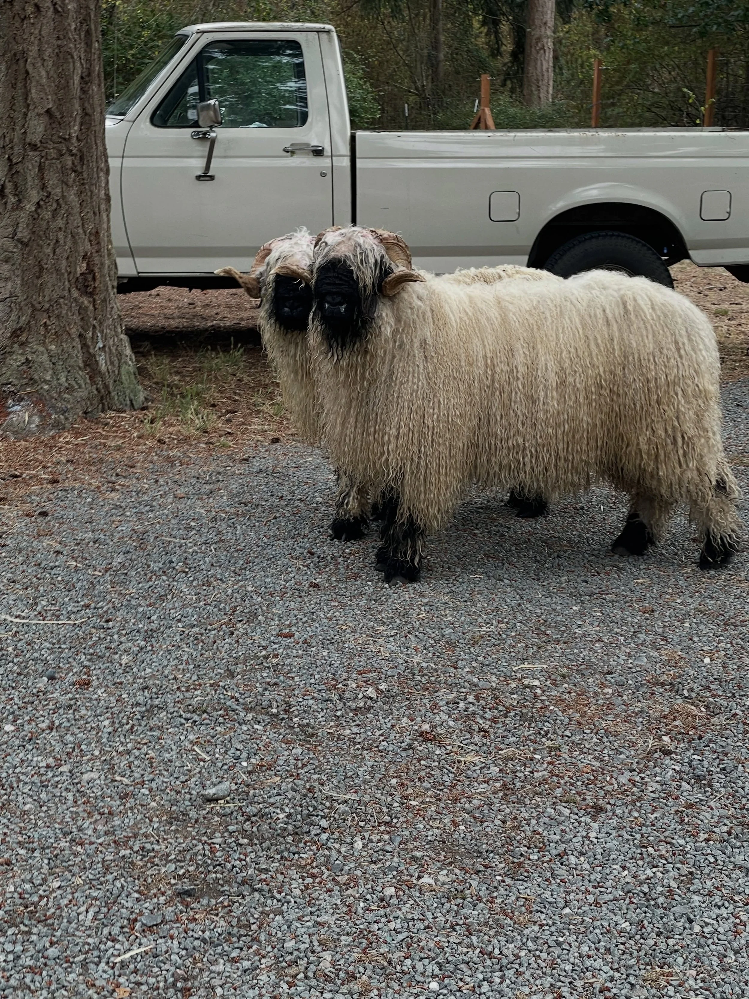 Valais Parking! ⚠️🐏

Two of our purebred rams just after a wash and bound for the Washington State Fair 🫧✨🎪

Next stop after that 🔜 Iowa!

#washingtonstatefair #wastatefair #wafarmers #valaisblacknosesheep #ram