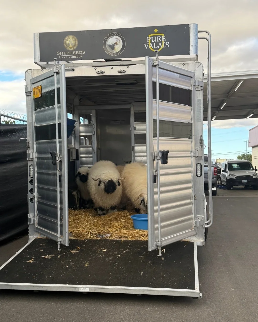 All dressed for the National show and no where to go 🚛&nbsp;⚙️🔧🐏

In an unfortunate turn of events, the trailer carrying all of our Pure Valais ewes bound for the National Valais Blacknose Sheep Show in Iowa, save for one ram, broke down - meaning