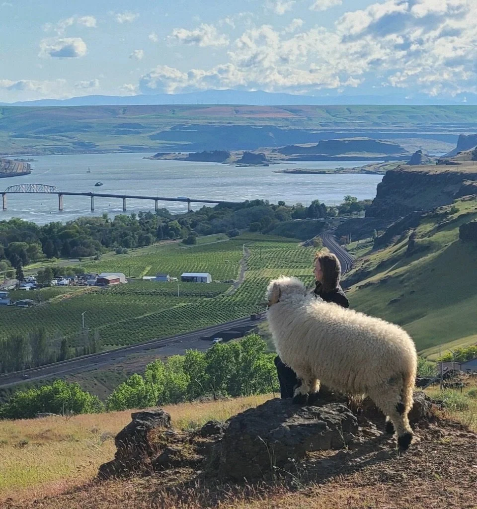Sheep know how to appreciate the view just as much as humans do💛

The Columbia River connects Washington and Oregon, just as our partnership brings together @wildrosefarmwhidbey in Washington and @shepherdslane in Oregon to make Pure Valais possible