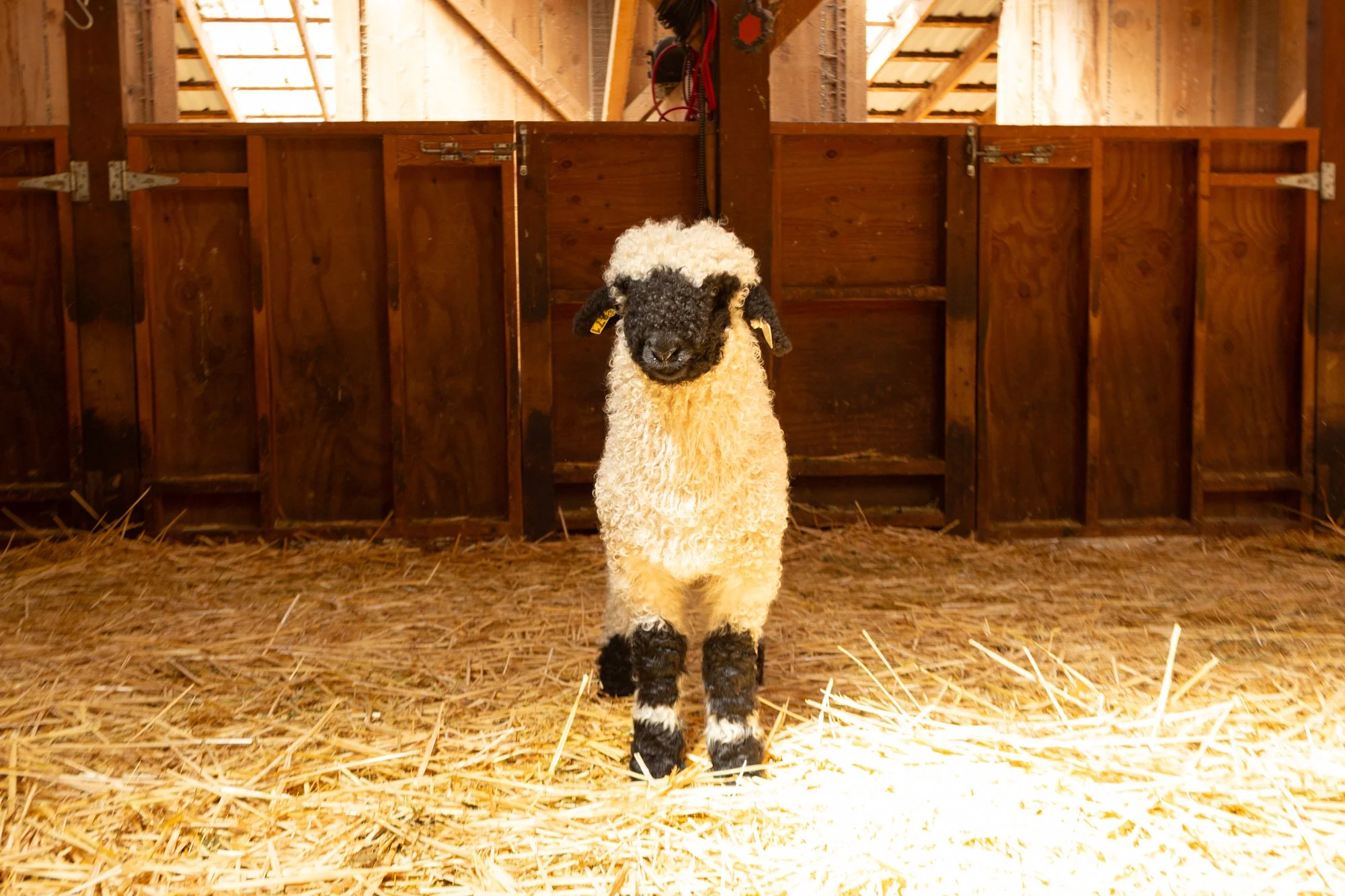 871_Frida_Ewe-Lamb_PV_2026-9.jpg