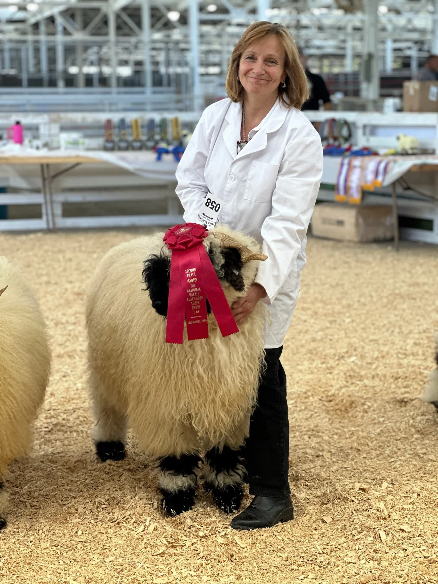 特撮 Sheep PV Ching A Ling 1844-477 - Ewe, 2023 — Pure Valais Blacknose Sheep