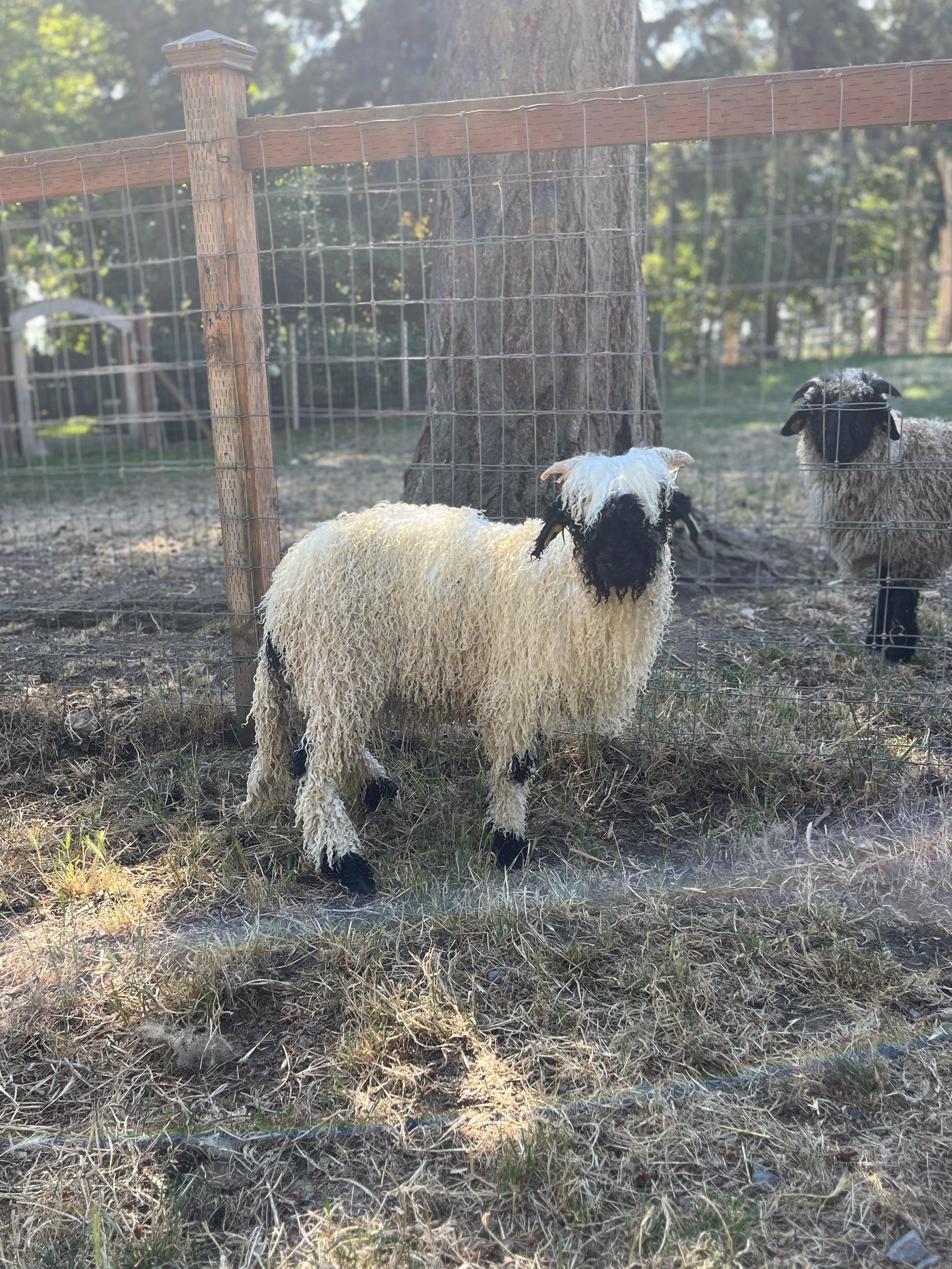 857_PV_Ewe_33.jpg