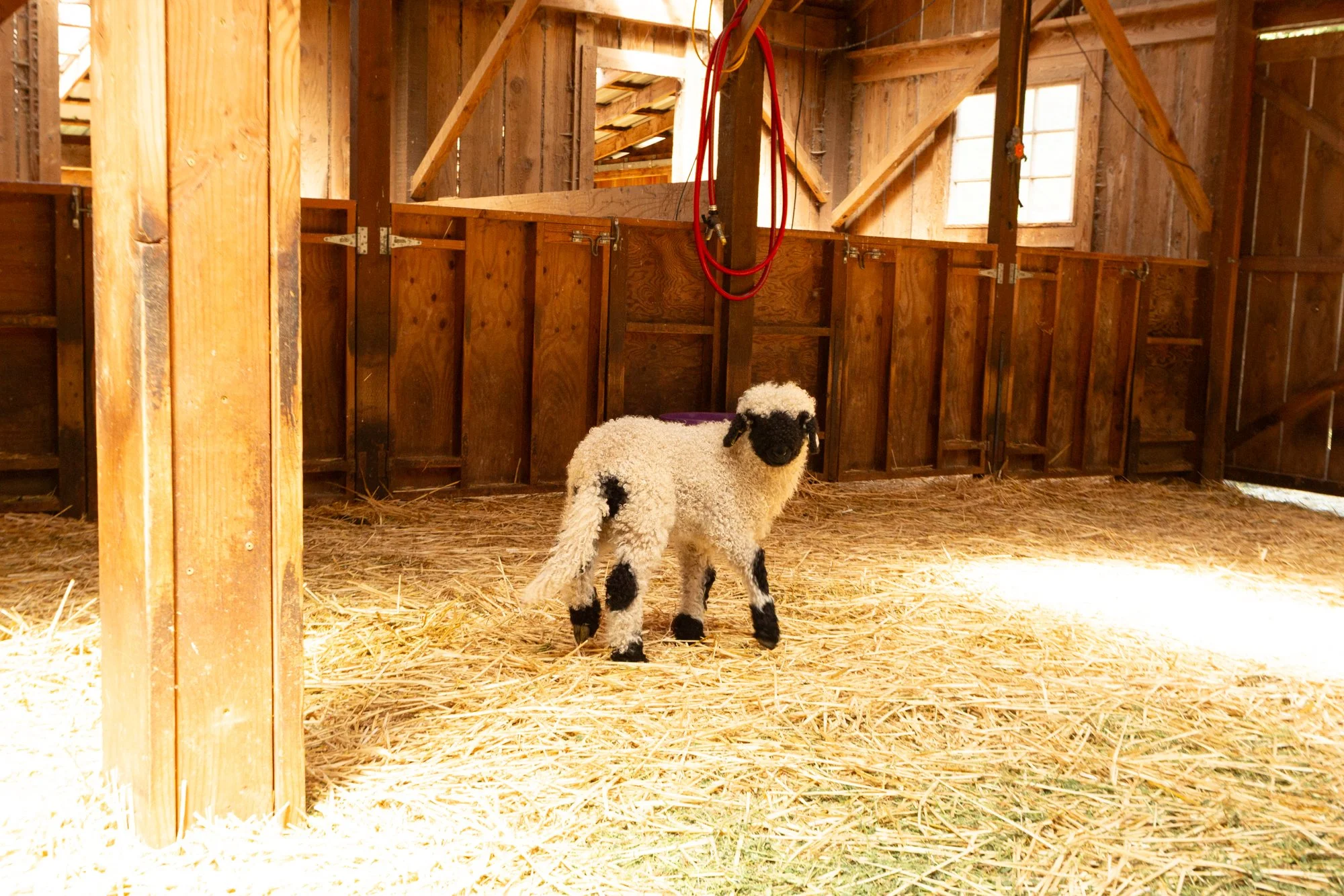 871_Frida_Ewe-Lamb_PV_2026-7.jpg