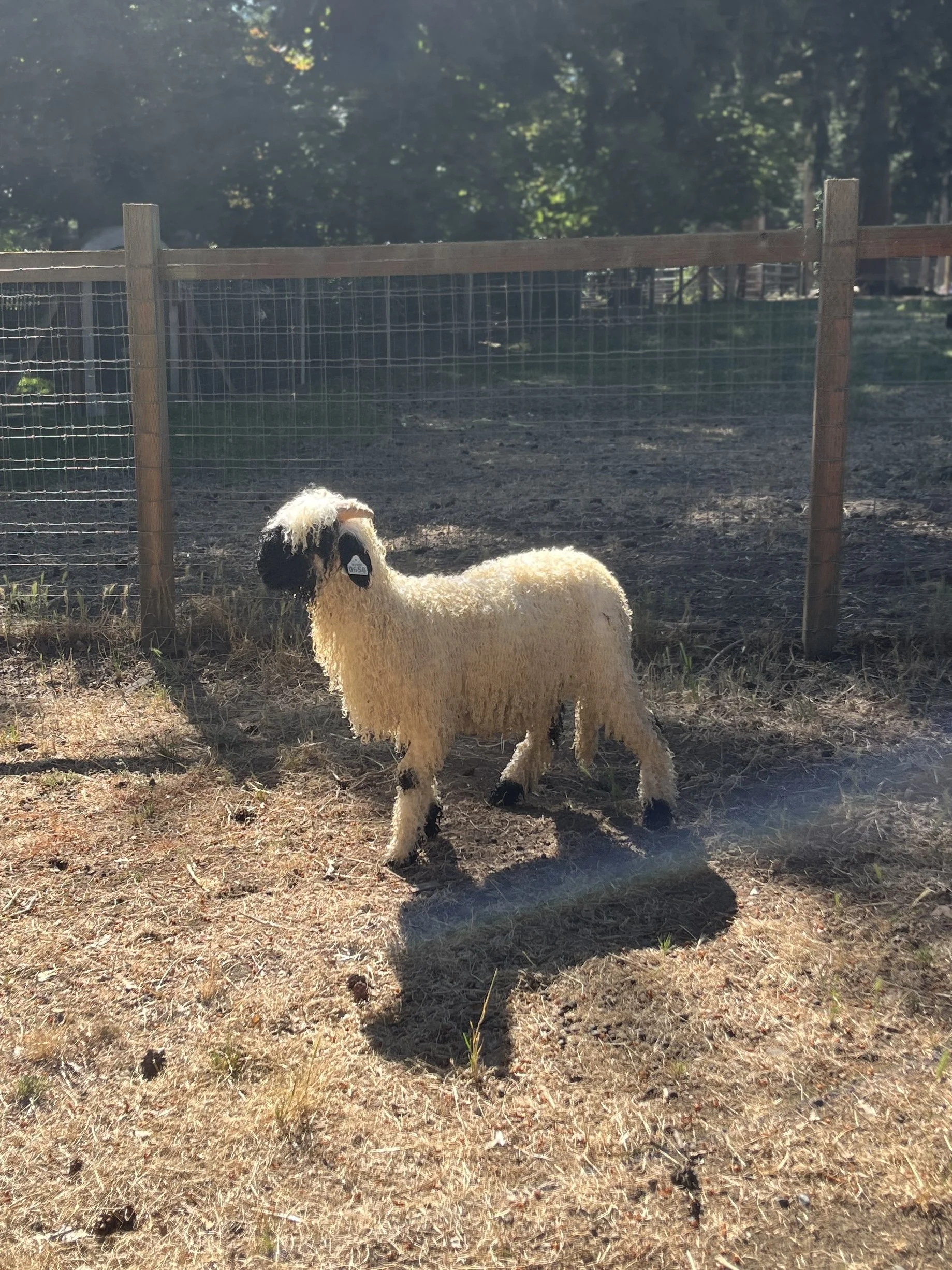 857_PV_Ewe_47.jpg