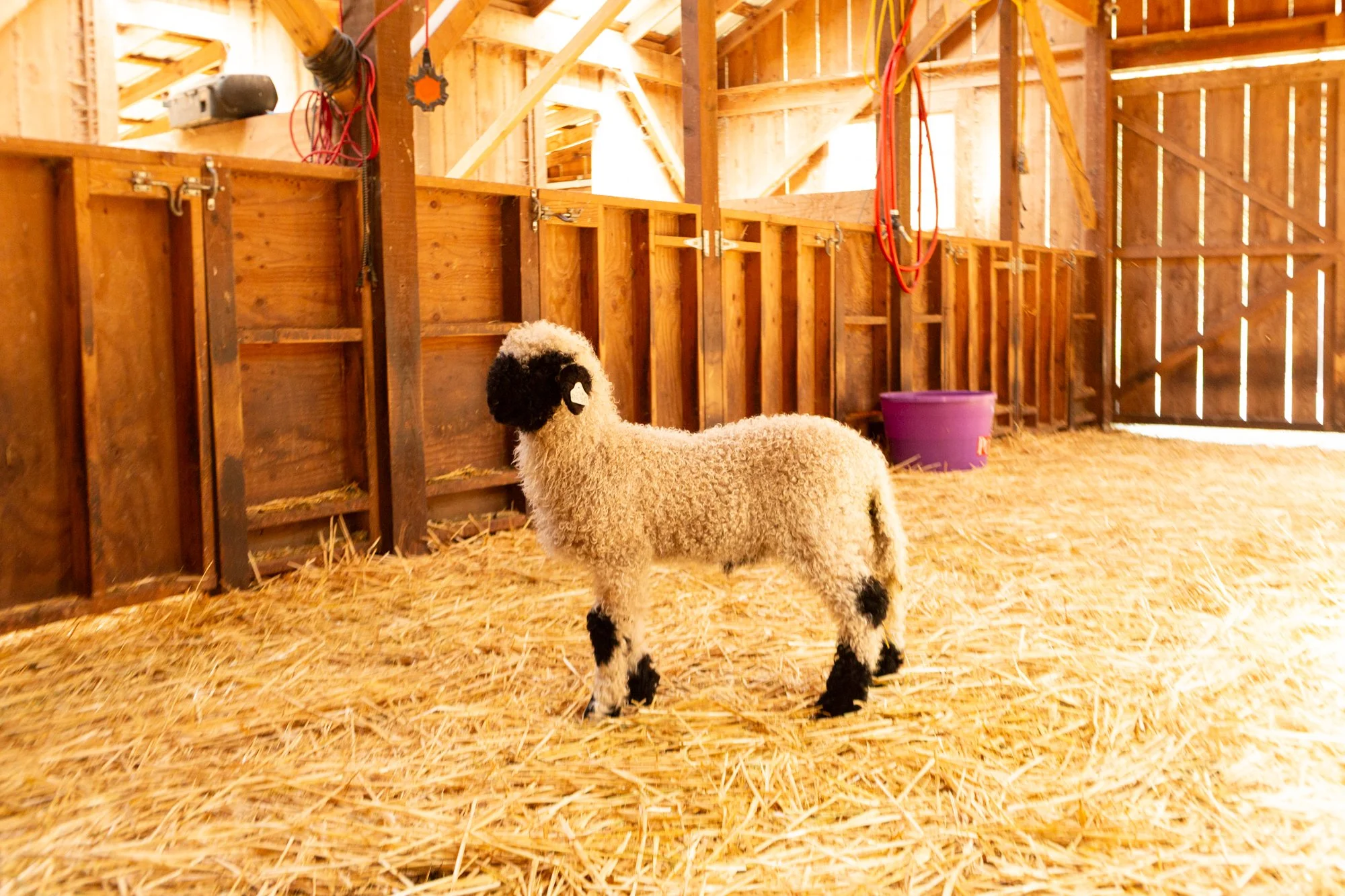 877_Forrest_Ram-Lamb_PV_2026-9.jpg