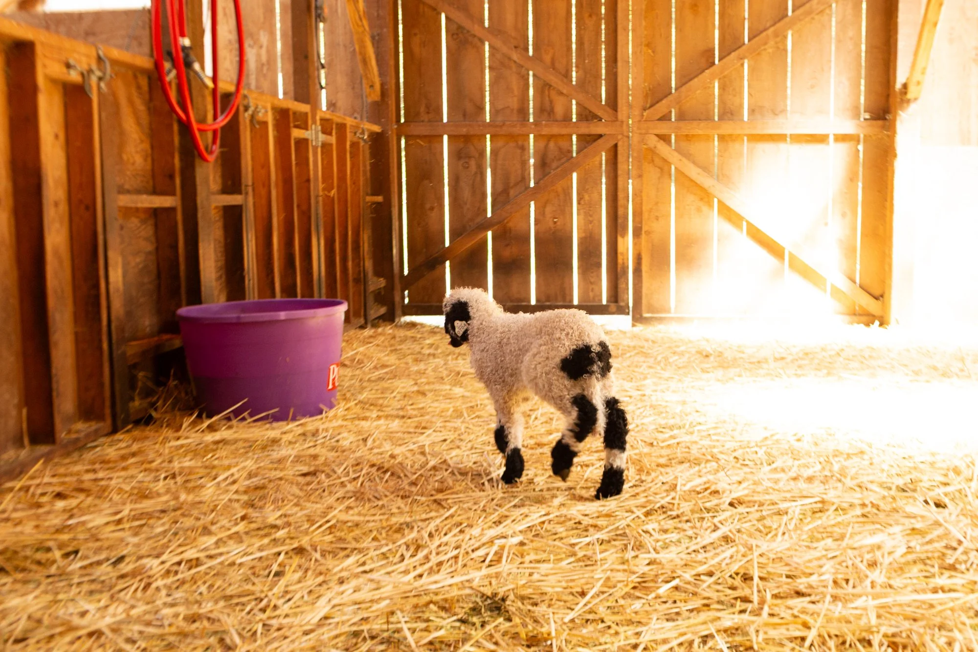 877_Flossy_Ewe-Lamb_PV_2026-4.jpg