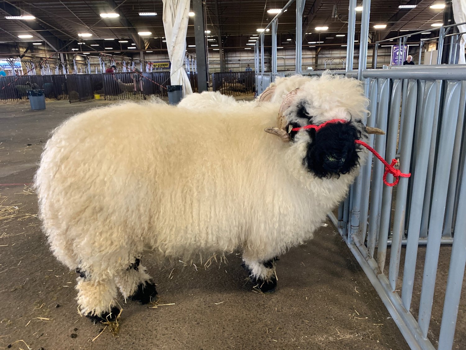 WAGNUS. Paraibaline Sheep WAGNUS. Paraibaline Sheep