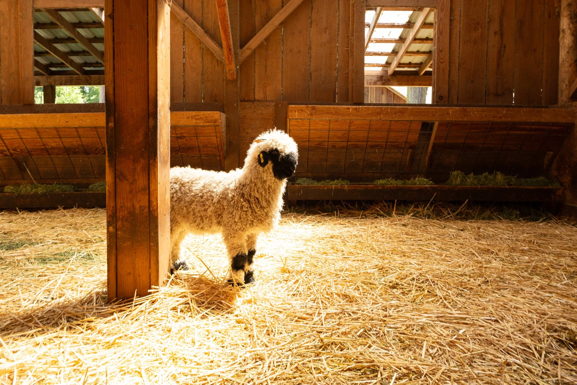 861_Finn_Ram-Lamb_Pure-Valais_2026-3.jpg