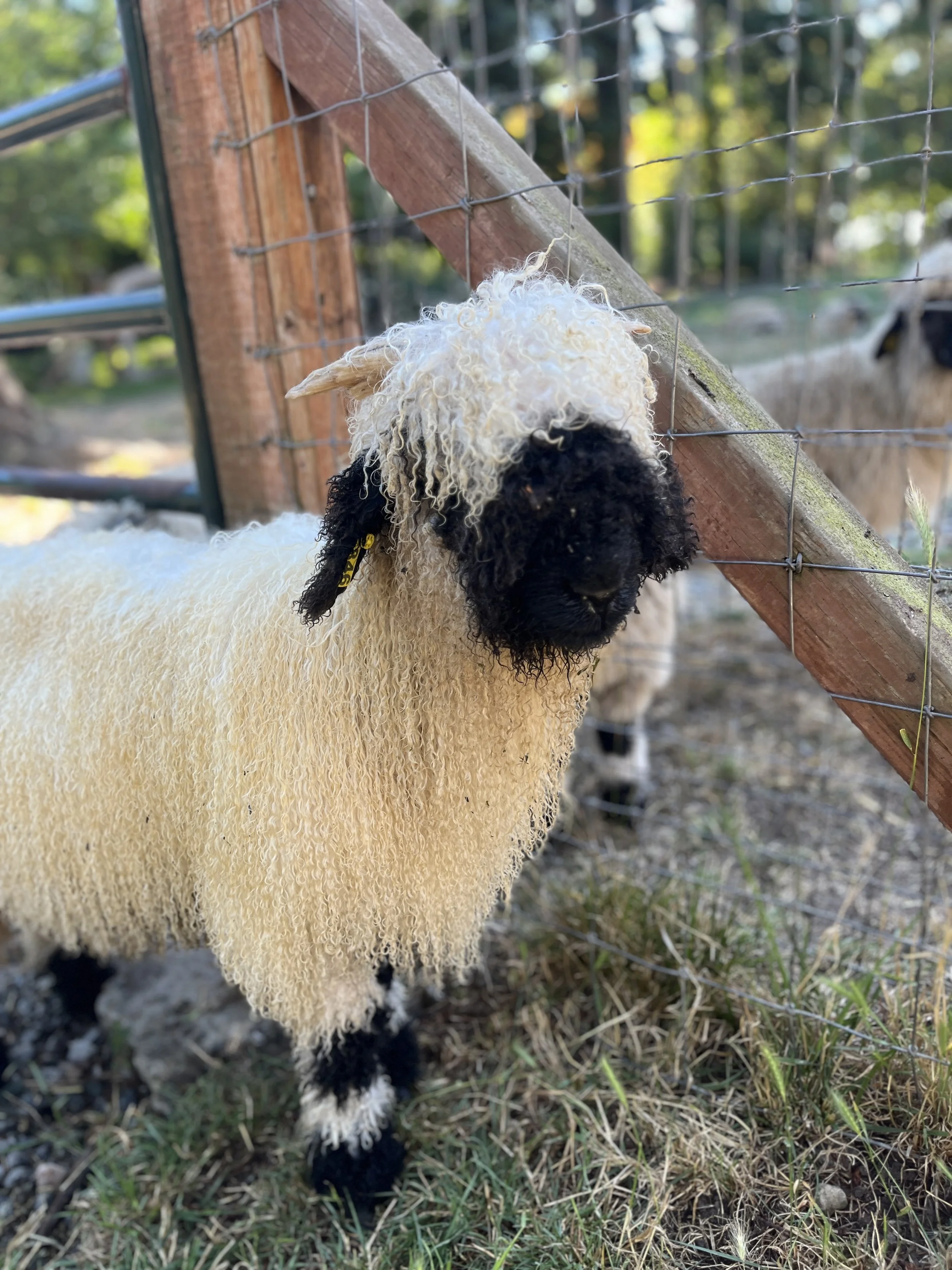 846_PV_Ewe_21.jpg
