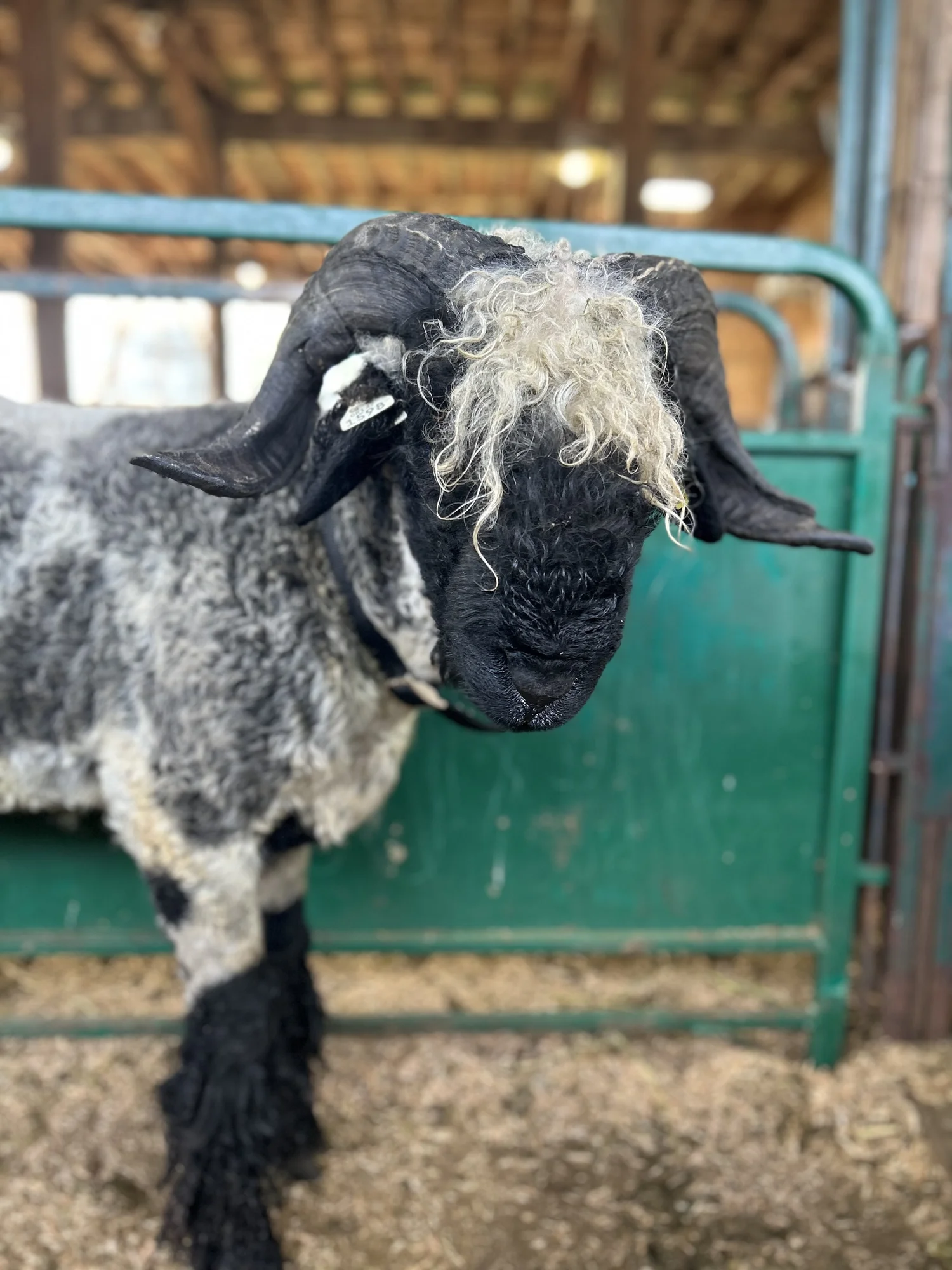 PV Bold As Brass 1598-Y81 - Ram, 2022 — Pure Valais Blacknose