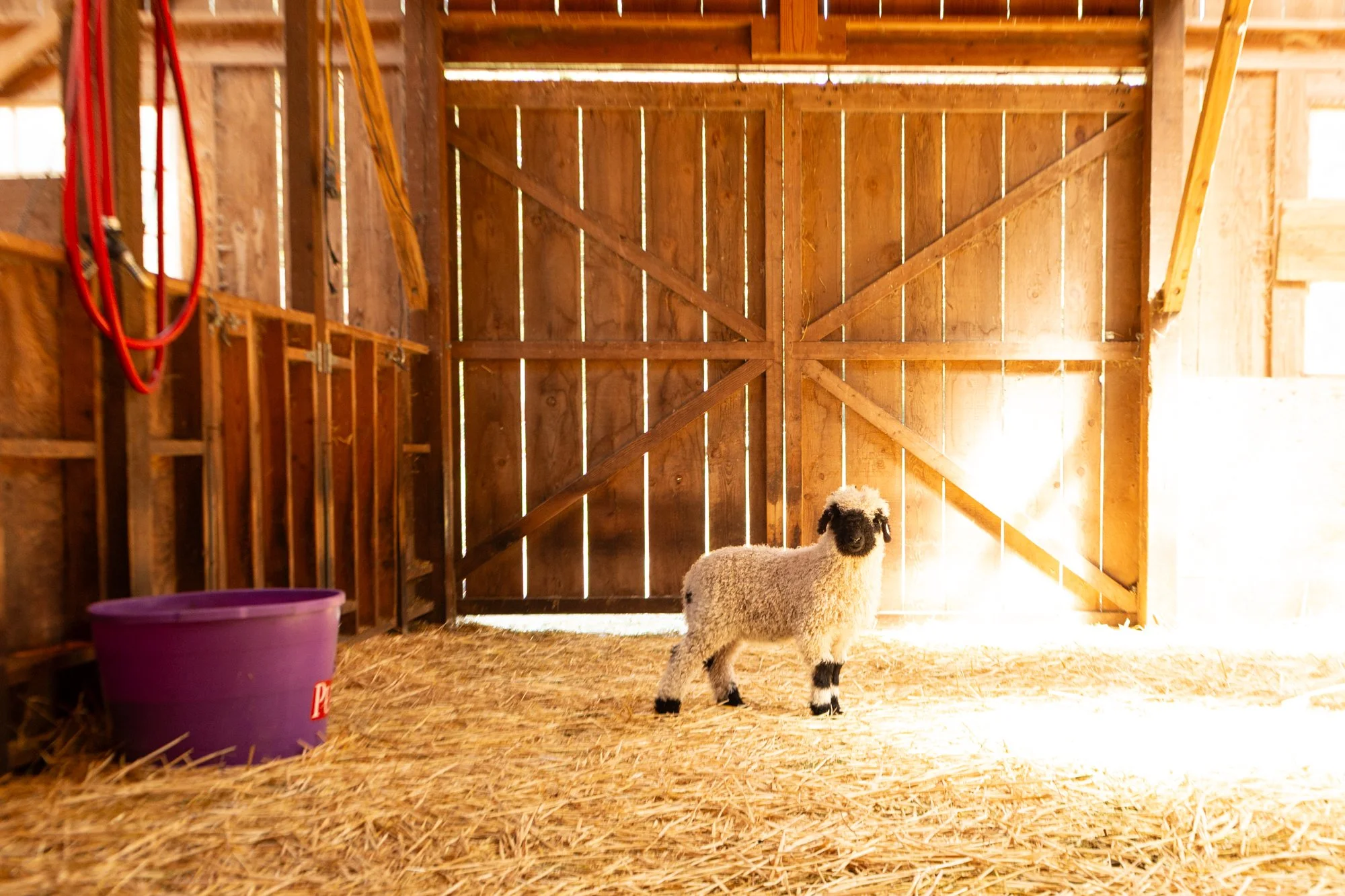 860_Felicia_Ewe-Lamb_Pure-Valais_2026-4.jpg