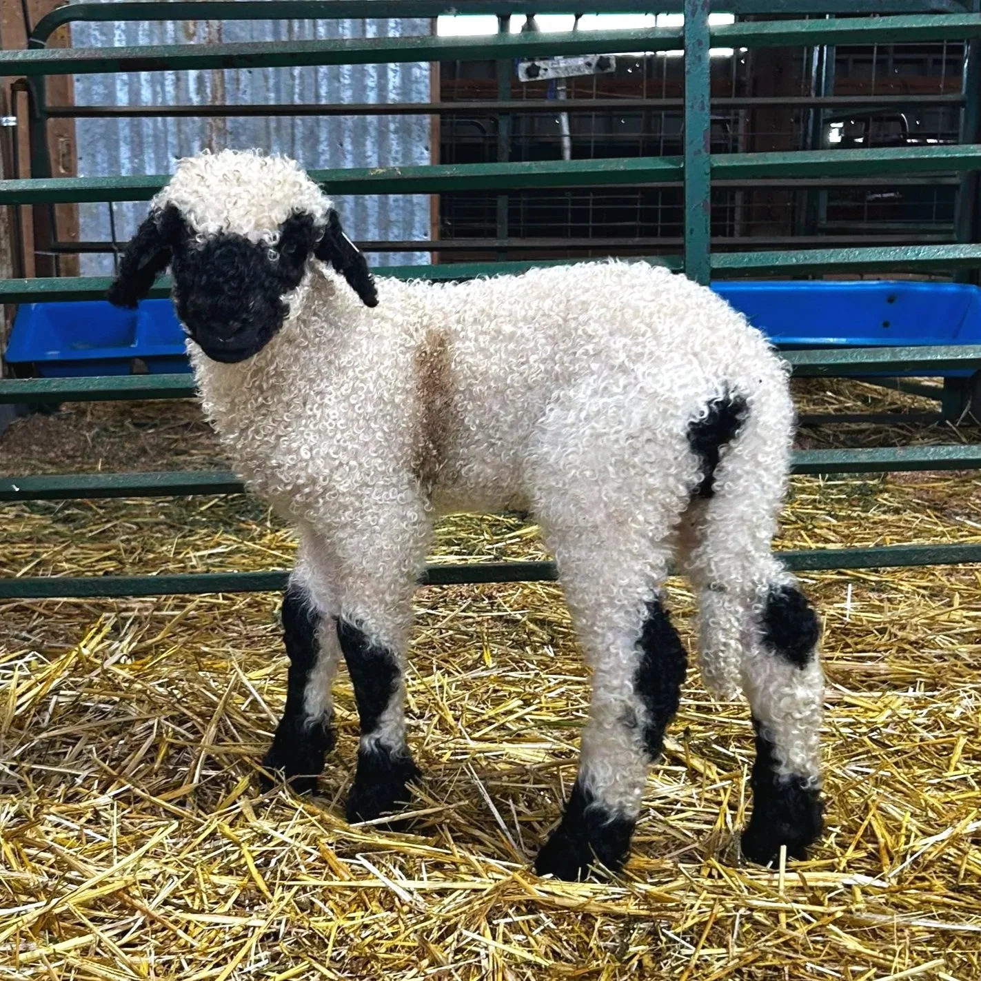 PV 2271-993 - Ewe, 2025