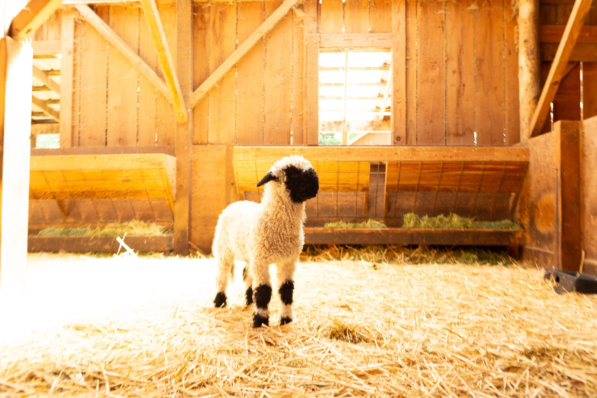 877_Forrest_Ram-Lamb_PV_2026-4.jpg