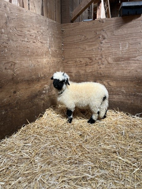 IMG_1437 Medium.jpeg