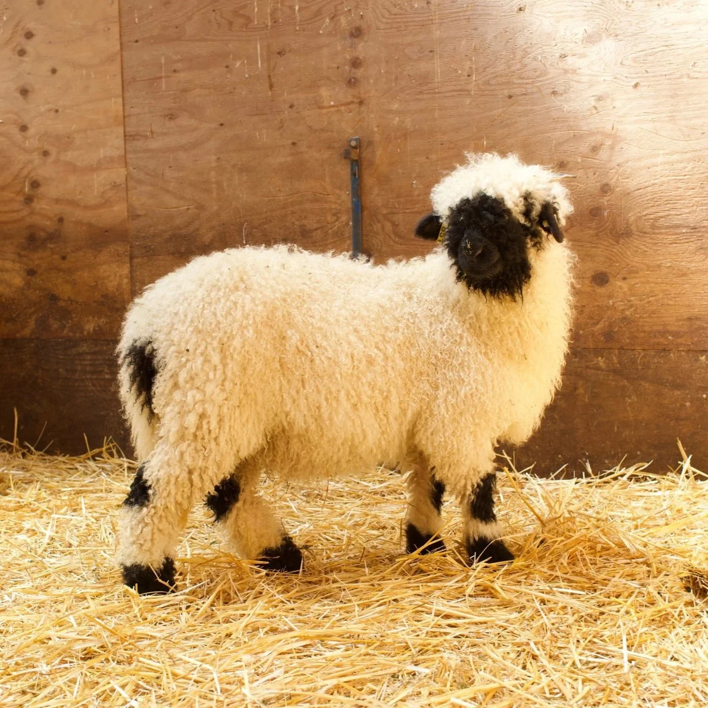 PV Estella 0649-851 - Ewe, 2025