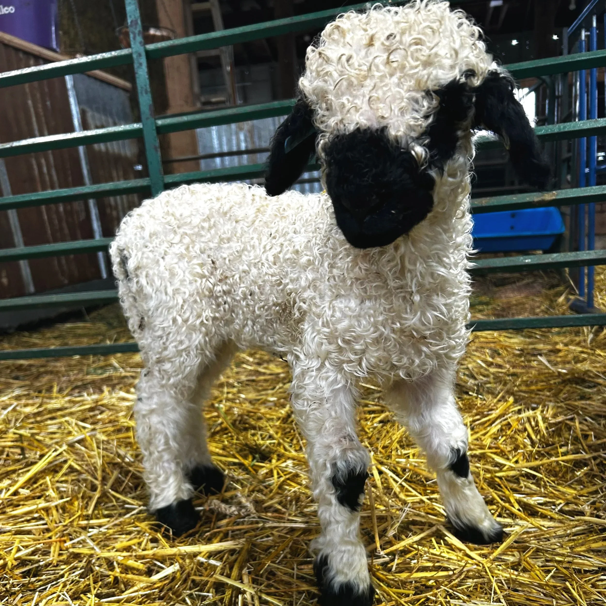 PV Echo 2277-999 - Ewe, 2025